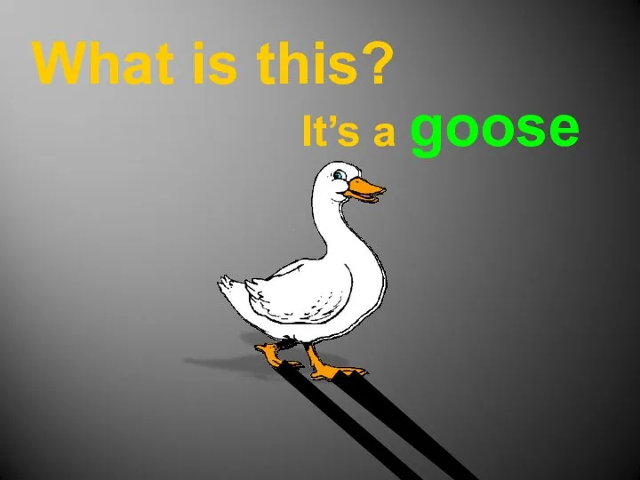 What is this? It’s a goose