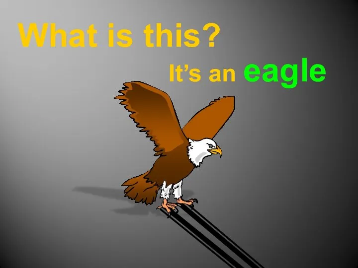 What is this? It’s an eagle