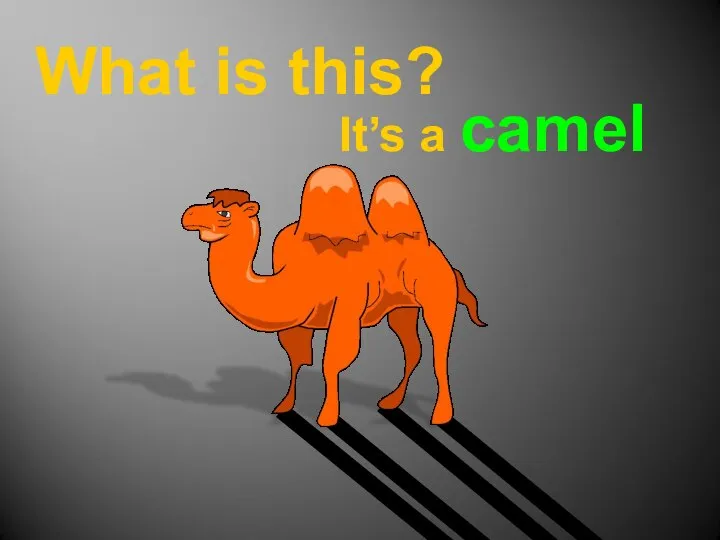 What is this? It’s a camel