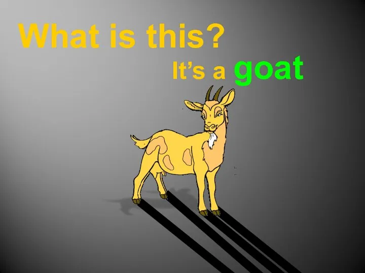 What is this? It’s a goat