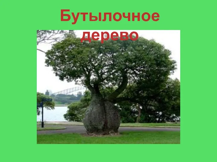 Бутылочное дерево