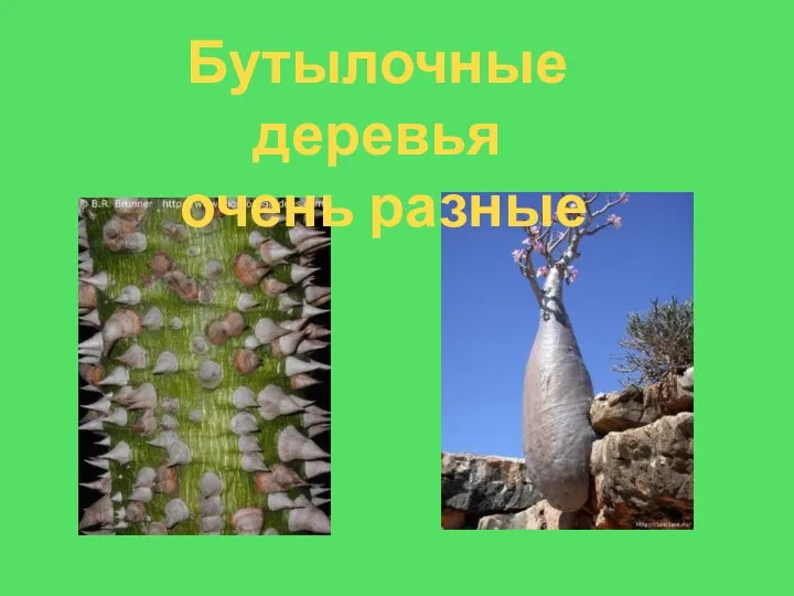 Бутылочные деревья очень разные