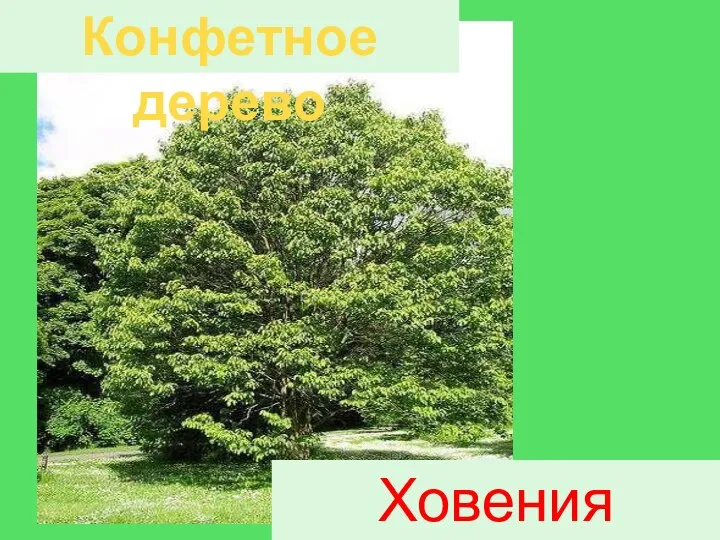 Конфетное дерево Ховения сладкая