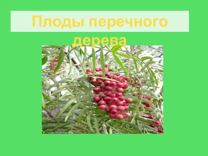 Плоды перечного дерева