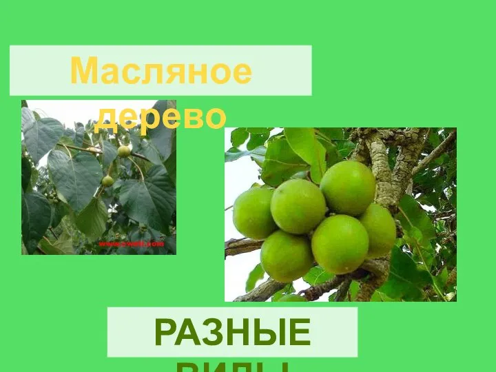 Масляное дерево РАЗНЫЕ ВИДЫ