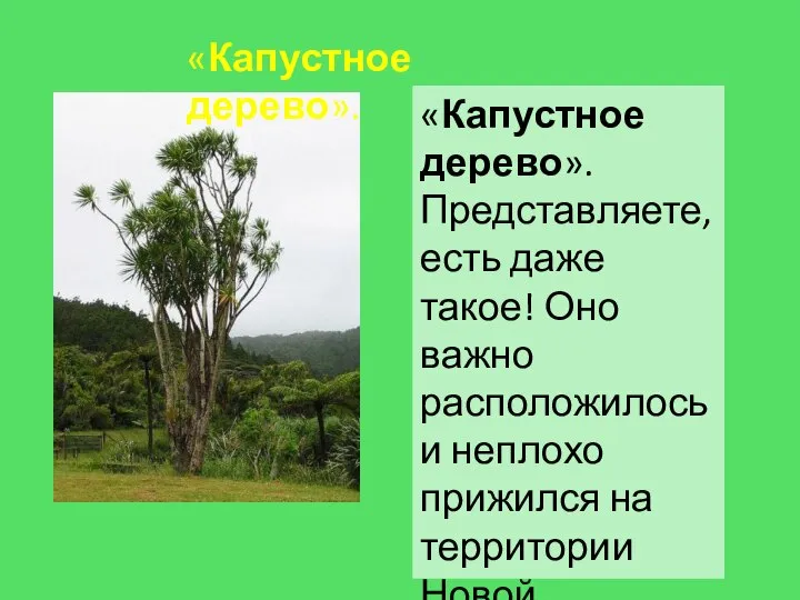 «Капустное дерево». Представляете, есть даже такое! Оно важно расположилось и неплохо прижился