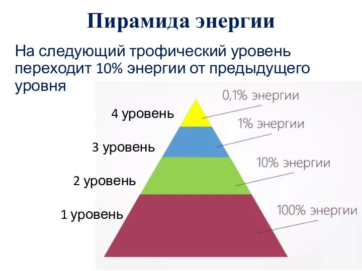 Пирамида энергии На следующий трофический уровень переходит 10% энергии от предыдущего уровня
