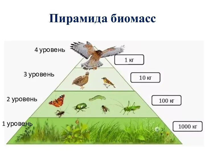 Пирамида биомасс 4 уровень 3 уровень 2 уровень 1 уровень