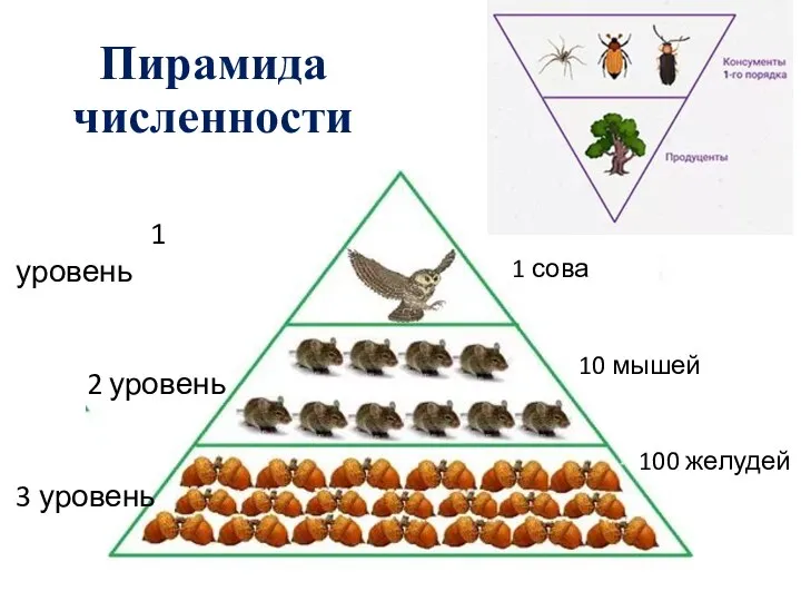 Пирамида численности 1 сова 10 мышей 100 желудей 1 уровень 2 уровень 3 уровень