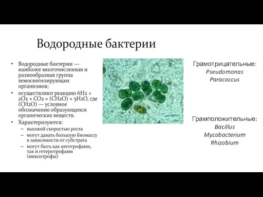 Грамотрицательные: Pseudomonas Paracoccus Грамположительные: Bacillus Mycobacterium Rhizobium