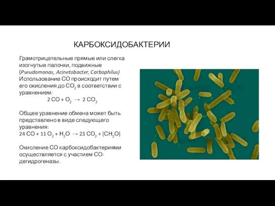 Грамотрицательные прямые или слегка изогнутые палочки, подвижные (Pseudomonas, Acinetobacter, Carbophilus) Использование СО