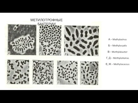 МЕТИЛОТРОФНЫЕ БАКТЕРИИ А – Methylosinus Б – Methylocystis В – Methylobacter Г,