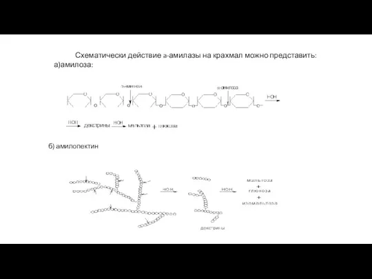 Схематически действие a-амилазы на крахмал можно представить: а)амилоза: б) амилопектин