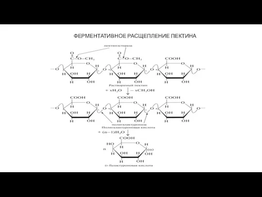 ФЕРМЕНТАТИВНОЕ РАСЩЕПЛЕНИЕ ПЕКТИНА