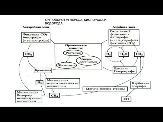 КРУГОВОРОТ УГЛЕРОДА, КИСЛОРОДА И ВОДОРОДА