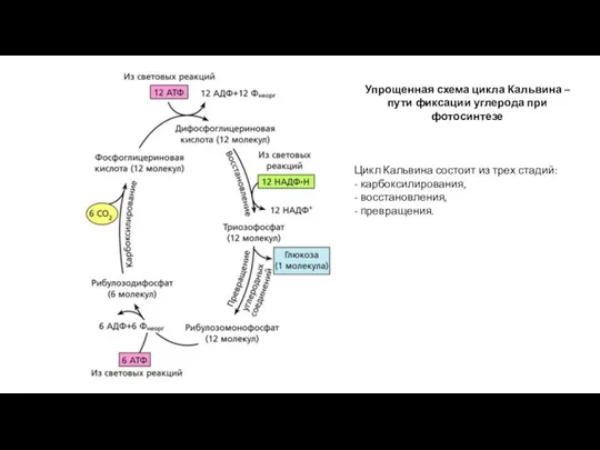Упрощенная схема цикла Кальвина – пути фиксации углерода при фотосинтезе Цикл Кальвина