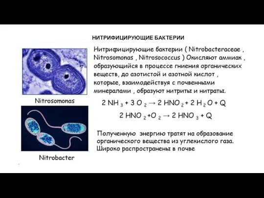 НИТРИФИЦИРУЮЩИЕ БАКТЕРИИ