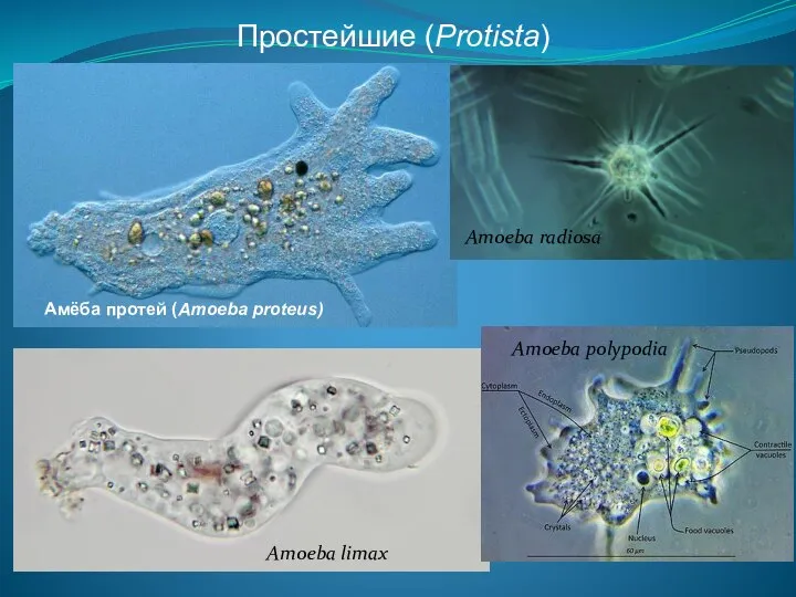 Простейшие (Protista) Амёба протей (Amoeba proteus) Amoeba limax Amoeba radiosa Amoeba polypodia