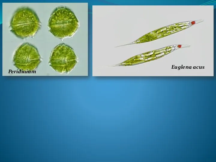 Peridinium Euglena acus