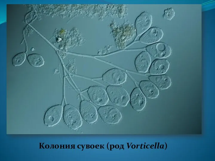 Колония сувоек (род Vorticella)