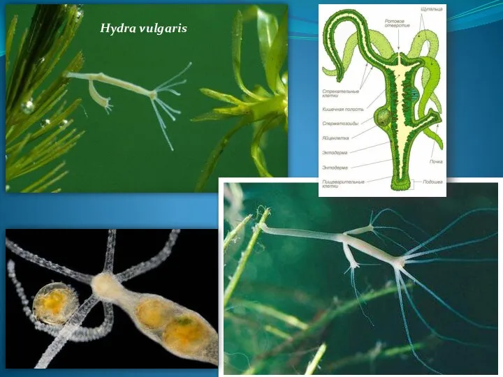 Hydra vulgaris