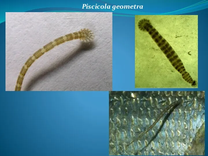 Piscicola geometra