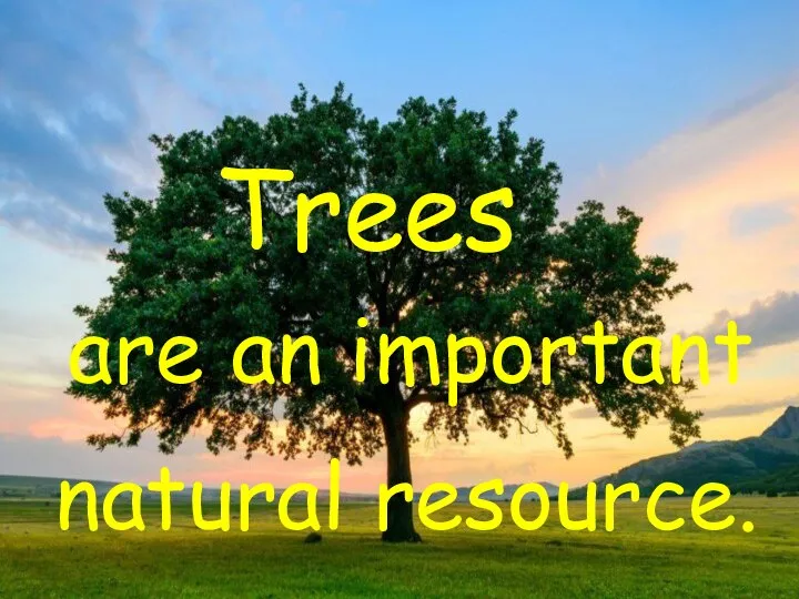Trees are an important natural resource.