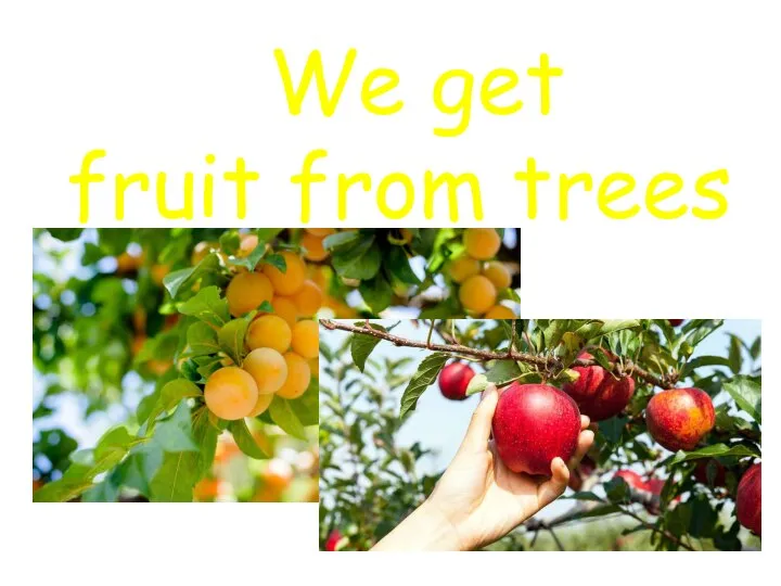 We get fruit from trees