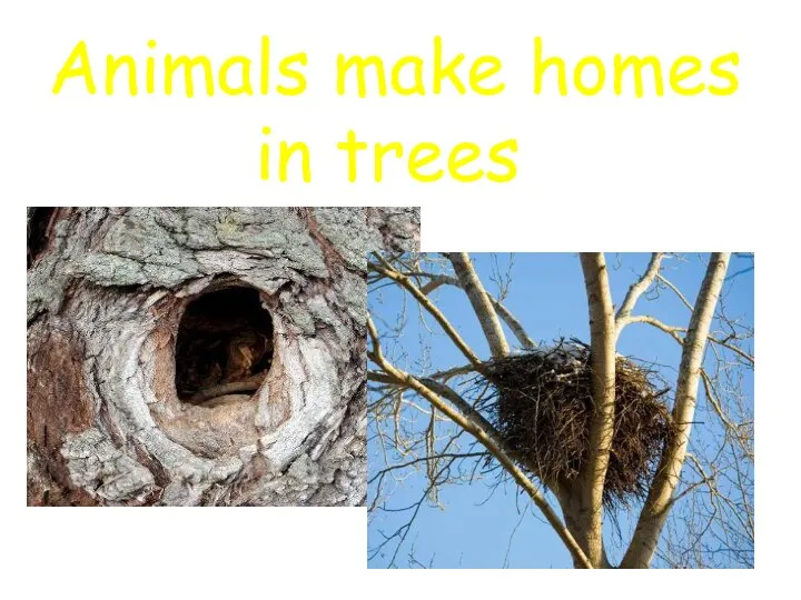 Animals make homes in trees