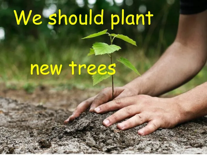 We should plant new trees