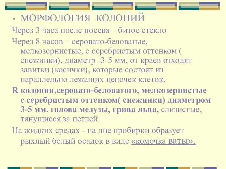 МОРФОЛОГИЯ КОЛОНИЙ Через 3 часа после посева – битое стекло Через 8