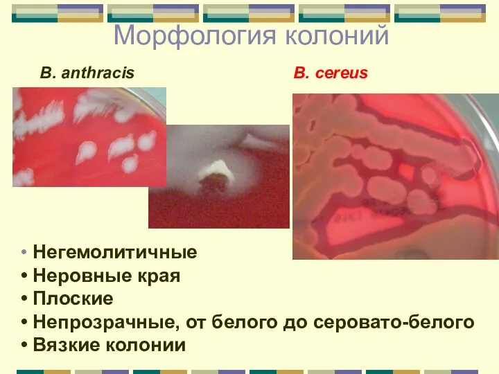 Морфология колоний Негемолитичные Неровные края Плоские Непрозрачные, от белого до серовато-белого Вязкие