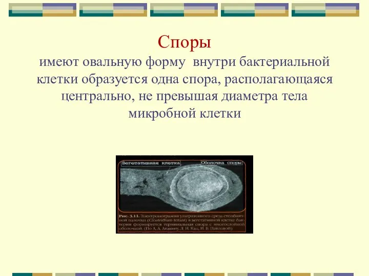 Споры имеют овальную форму внутри бактериальной клетки образуется одна спора, располагающаяся центрально,