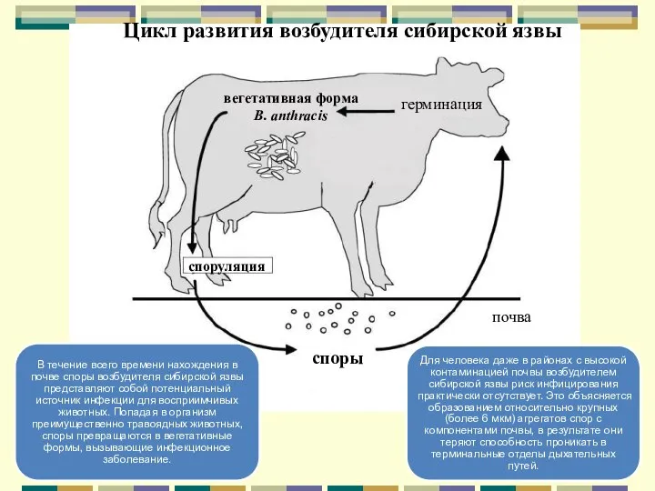 Цикл развития возбудителя сибирской язвы