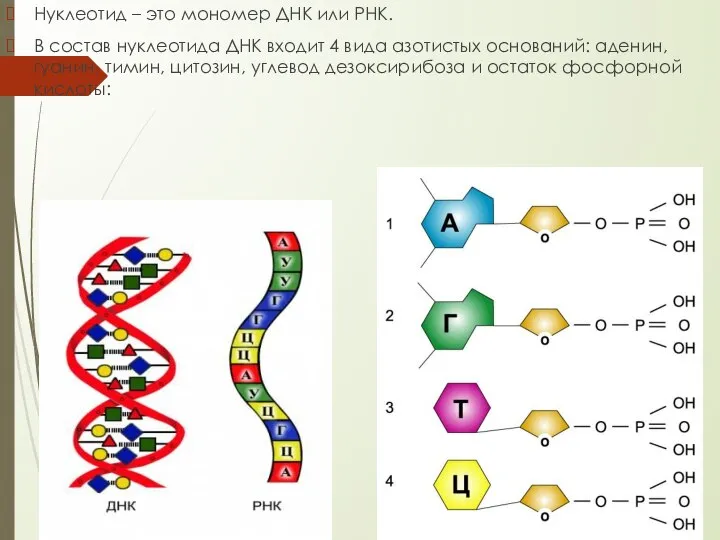 Нуклеотид – это мономер ДНК или РНК. В состав нуклеотида ДНК входит