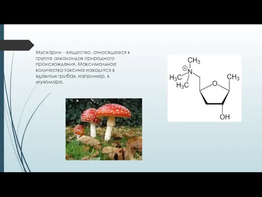 Мускарин – вещество, относящееся к группе алкалоидов природного происхождения. Максимальное количество токсина