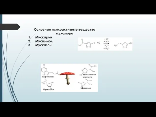 Основные психоактивные вещества мухомора Мускарин Мусцимол Мусказон