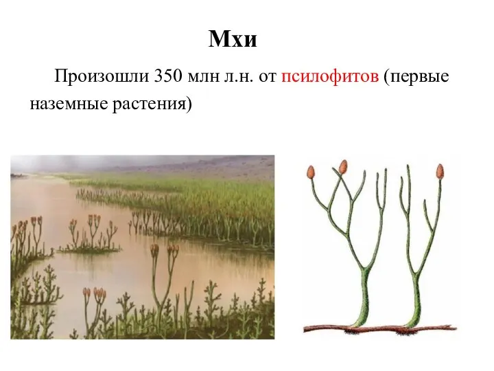 Мхи Произошли 350 млн л.н. от псилофитов (первые наземные растения)