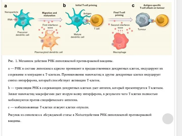 Рис. 1. Механизм действия РНК-липоплексной противораковой вакцины. а — РНК в составе