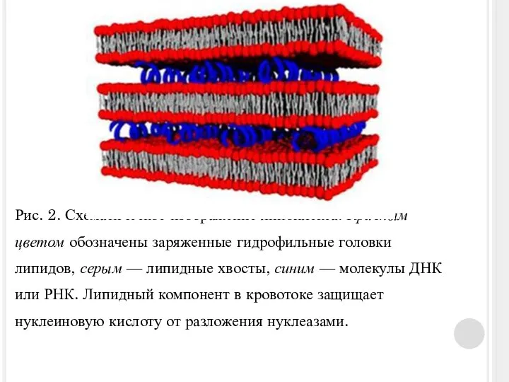 Рис. 2. Схематическое изображение липоплекса. Красным цветом обозначены заряженные гидрофильные головки липидов,