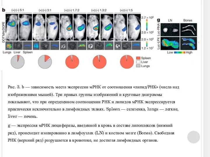 Рис. 3. b — зависимость места экспрессии мРНК от соотношения «липид/РНК» (числа