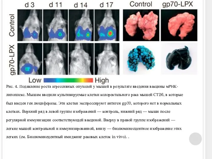 Рис. 4. Подавление роста агрессивных опухолей у мышей в результате введения вакцины