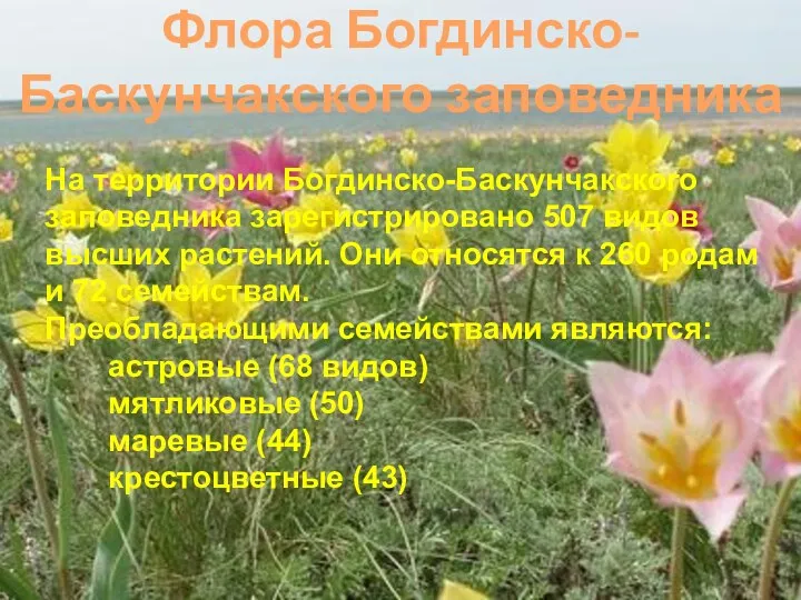 Флора Богдинско-Баскунчакского заповедника На территории Богдинско-Баскунчакского заповедника зарегистрировано 507 видов высших растений.