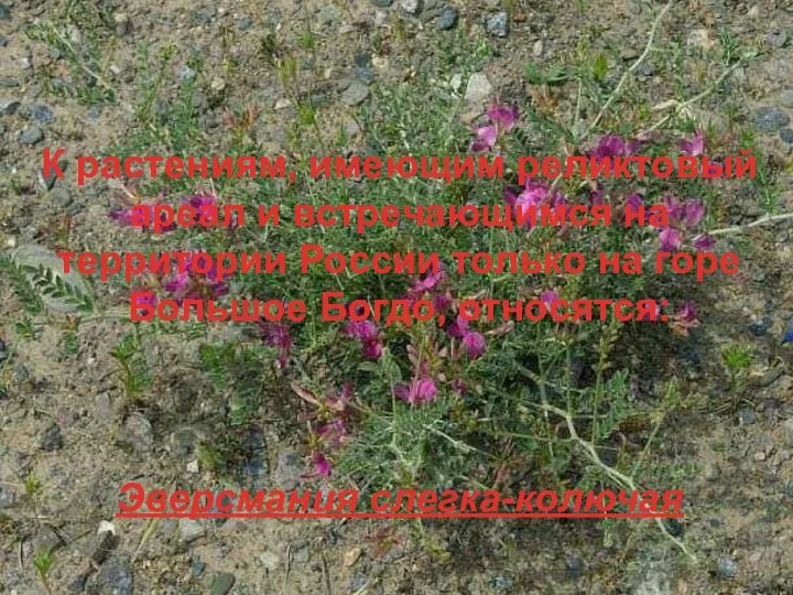 К растениям, имеющим реликтовый ареал и встречающимся на территории России только на