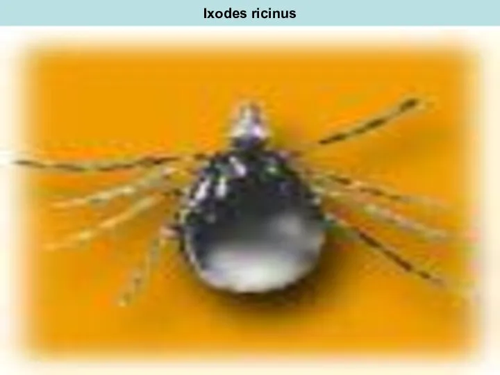 Ixodes ricinus