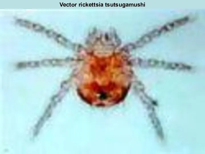 Vector rickettsia tsutsugamushi