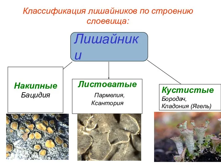 Классификация лишайников по строению слоевища: Лишайники Накипные Бацидия Листоватые Пармелия, Ксантория Кустистые Бородач, Кладония (Ягель)