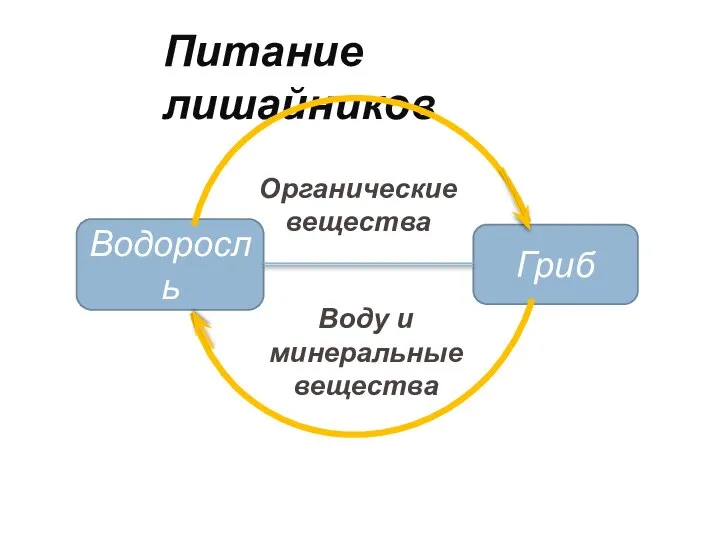 Питание лишайников Водоросль Гриб Органические вещества Воду и минеральные вещества