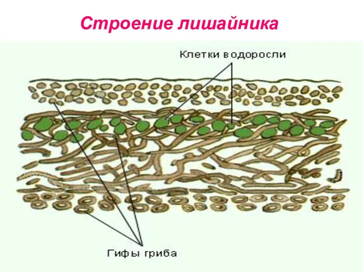 Строение лишайника