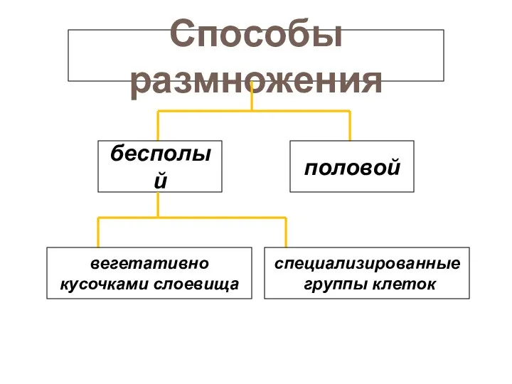 Способы размножения бесполый половой вегетативно кусочками слоевища специализированные группы клеток